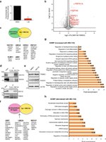 RNF181 Antibody in Western Blot, Immunoprecipitation (WB, IP)
