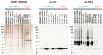 CD9 Antibody in Western Blot (WB)