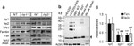 Transferrin Receptor Antibody in Western Blot (WB)