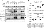 Transferrin Receptor Antibody in Western Blot (WB)
