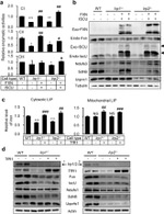 Transferrin Receptor Antibody in Western Blot (WB)