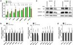 GAPDH Loading Control Antibody in Western Blot (WB)
