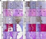 Estrogen Receptor alpha Antibody in Immunohistochemistry (Paraffin) (IHC (P))