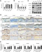 Occludin Antibody in Immunohistochemistry (Paraffin) (IHC (P))