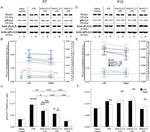 PLCG1 Antibody in Western Blot (WB)