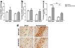 GFAP Antibody in Immunohistochemistry (IHC)