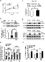 GAPDH Antibody in Western Blot (WB)