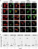 DYKDDDDK Tag Antibody in Immunocytochemistry (ICC/IF)
