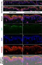 GFP Antibody in Immunohistochemistry (IHC)