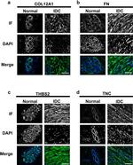 COL12A1 Antibody in Immunohistochemistry (IHC)