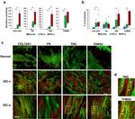 COL12A1 Antibody in Immunohistochemistry (IHC)