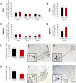 CD45 Monoclonal Antibody (30-F11), Pacific Orange™
