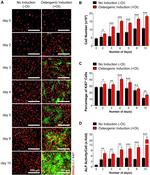Ki-67 Antibody in Immunocytochemistry (ICC/IF)