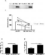 Resistin Antibody in Western Blot, Immunoprecipitation (WB, IP)