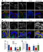 Occludin Antibody in Immunohistochemistry (IHC)