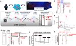ErbB2 Antibody in Western Blot (WB)