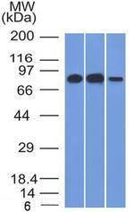 MCM7 Antibody in Western Blot (WB)
