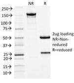 MCM7 (Proliferation Marker) Antibody in SDS-PAGE (SDS-PAGE)