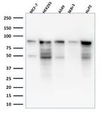MCM7 (Proliferation Marker) Antibody in Western Blot (WB)