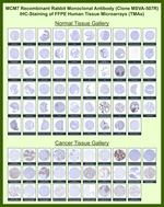 MCM7 (Proliferation Marker) Recombinant Rabbit Monoclonal Antibody (MSVA-507R)
