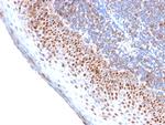 MCM7 Recombinant Rabbit Monoclonal Antibody (MCM7, 2756R)