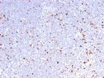 MCM7 Recombinant Rabbit Monoclonal Antibody (MCM7, 2832R)