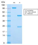MCM7 Antibody in SDS-PAGE (SDS-PAGE)