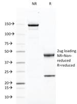 CD46 (Membrane Cofactor Protein) Antibody in SDS-PAGE (SDS-PAGE)