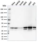 Malate dehydrogenase 1 NAD (soluble) Monoclonal Antibody (CPTC-MDH1-1)