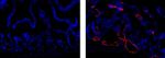LYVE1 Monoclonal Antibody (ALY7), eFluor™ 615, eBioscience™