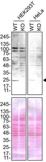 Sigma-1 Receptor Antibody in Western Blot (WB)