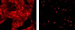Rat anti-Mouse IgG1 Secondary Antibody, eFluor™ 615, eBioscience™