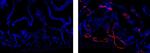 Rat IgG1 kappa Isotype Control in Immunohistochemistry (Frozen) (IHC (F))