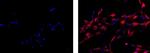 Mouse IgG1 kappa Isotype Control in Immunocytochemistry (ICC/IF)