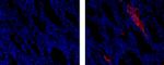 Mouse anti-Rat IgG1 Secondary Antibody, eFluor™ 615, eBioscience™