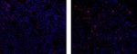 Rat IgG2b Secondary Antibody in Immunohistochemistry (Paraffin) (IHC (P))
