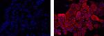Pan Cytokeratin Monoclonal Antibody (AE1/AE3), eFluor™ 615, eBioscience™