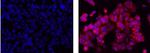 Cytokeratin 7 Antibody in Immunocytochemistry (ICC/IF)