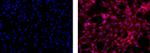 GFAP Monoclonal Antibody (GA5), eFluor™ 615, eBioscience™