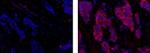 CD227 (Mucin 1) Monoclonal Antibody (SM3), eFluor™ 615, eBioscience™