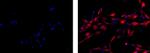 Vimentin Monoclonal Antibody (V9), eFluor™ 615, eBioscience™
