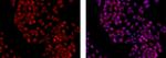 PCNA Monoclonal Antibody (PC10 (3F81)), eFluor™ 615, eBioscience™