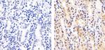 SMAD7 Antibody in Immunohistochemistry (Paraffin) (IHC (P))