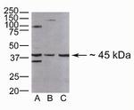 SMAD7 Antibody in Western Blot (WB)