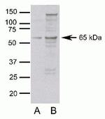 Occludin Antibody in Western Blot (WB)