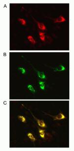 Pannexin 2 Antibody in Immunocytochemistry (ICC/IF)