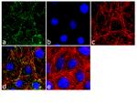 Pannexin 2 Antibody in Immunocytochemistry (ICC/IF)
