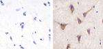 Pannexin 2 Antibody in Immunohistochemistry (Paraffin) (IHC (P))