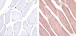 Pannexin 2 Antibody in Immunohistochemistry (Paraffin) (IHC (P))