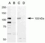Pannexin 2 Antibody in Western Blot (WB)